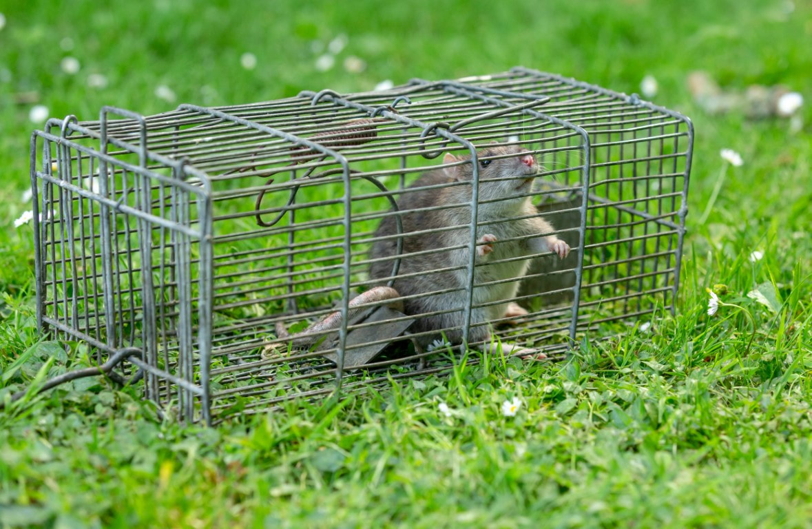 An image of Rodent Control in Fullerton CA